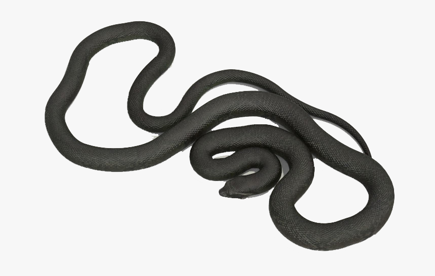 Anaconda Png Images - Smooth Earth Snake, Transparent Png, Free Download