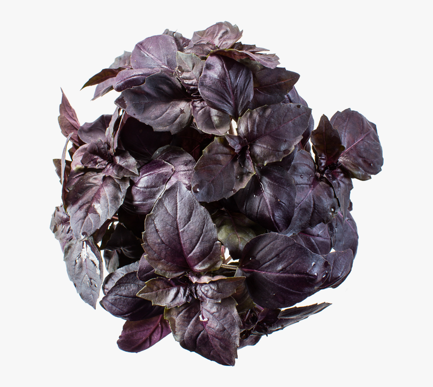 Red Leaf Lettuce, HD Png Download, Free Download