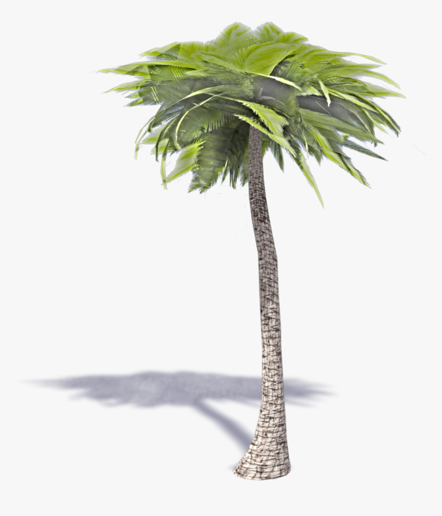 Palm Tree - 3d Palm Tree Transparent, HD Png Download, Free Download