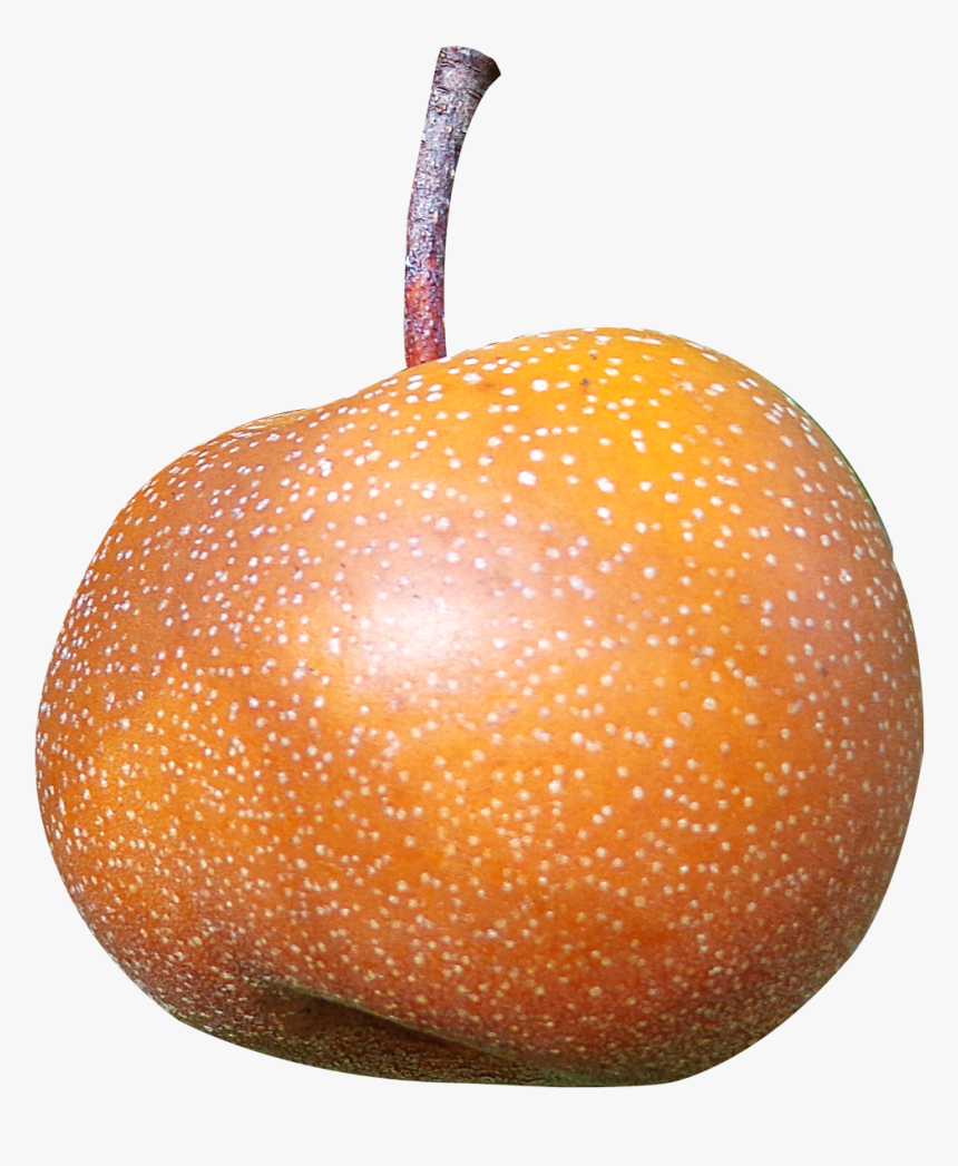 Asian Pear Png, Transparent Png, Free Download