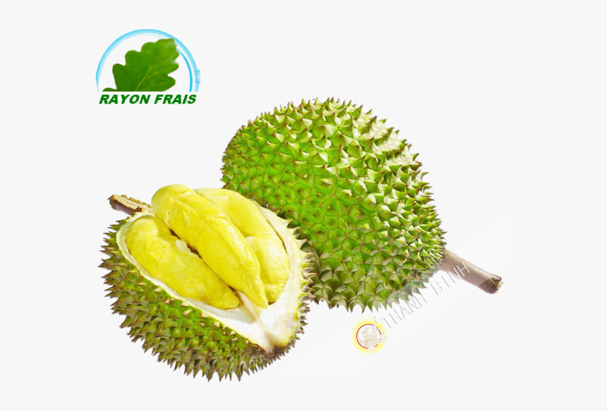 Fruits Transparent Durian - Durian Vietnam, HD Png Download, Free Download