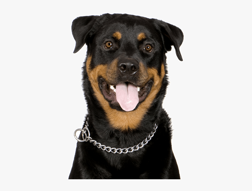 Rottweiler, HD Png Download, Free Download