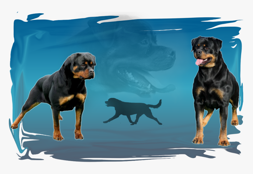 Rottweiler, HD Png Download, Free Download