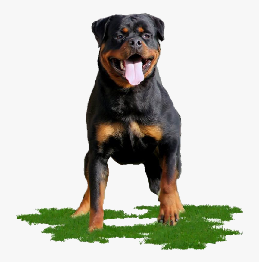 Rottweiler Png Image - Rottweiler Png, Transparent Png, Free Download