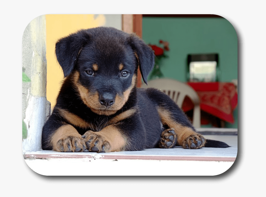 Rottie Puppies, HD Png Download, Free Download