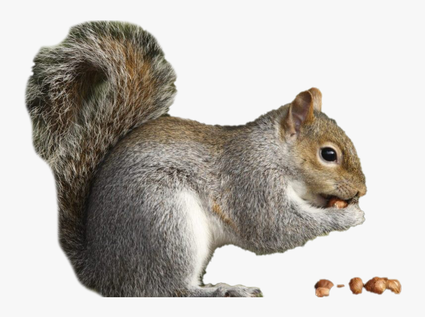 Squirrel Free Png - Squirrel Animal, Transparent Png, Free Download