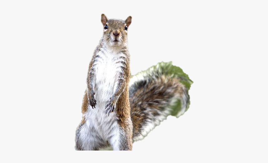 Squirrel Png Images Hd - Squirrel Sitting Up Straight, Transparent Png, Free Download