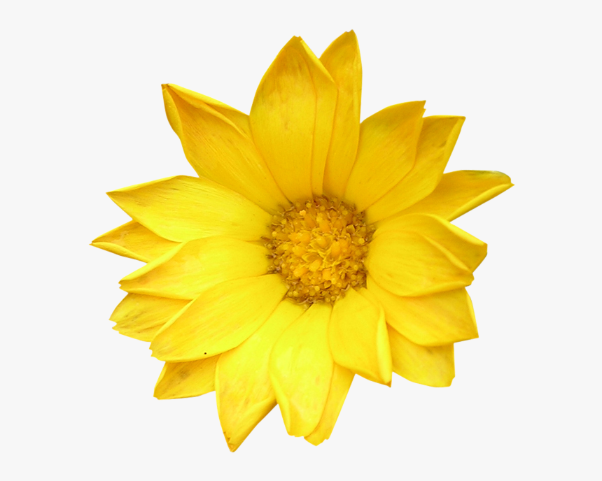 Flower, HD Png Download, Free Download