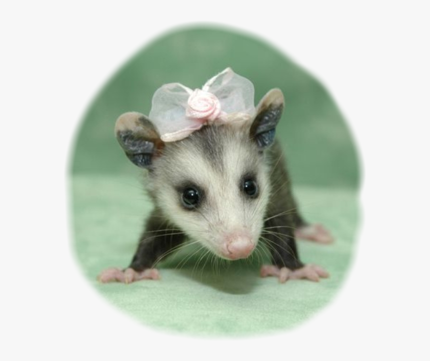 #possum #cuteanimals #bows #opossum - Cute Baby Opossum, HD Png Download, Free Download