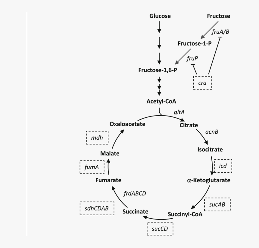 Diagram, HD Png Download, Free Download