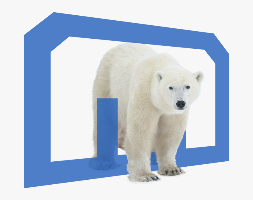 Cub Walking Over Logo Jockey - Polar Bear, HD Png Download, Free Download