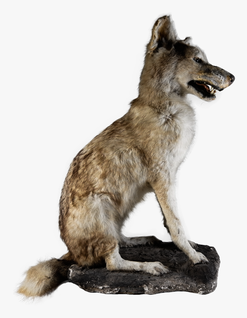 L1002765 - Kunming Wolfdog, HD Png Download, Free Download