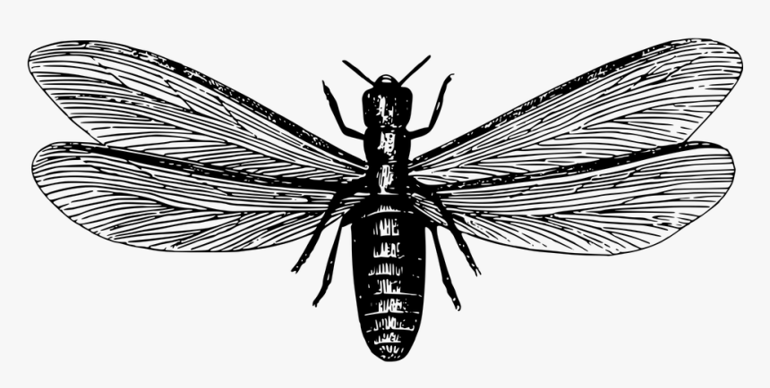 Termites Fly Black And White, HD Png Download, Free Download