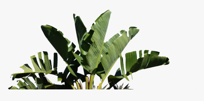 Palm - Strelitzia Nicolai Png, Transparent Png, Free Download