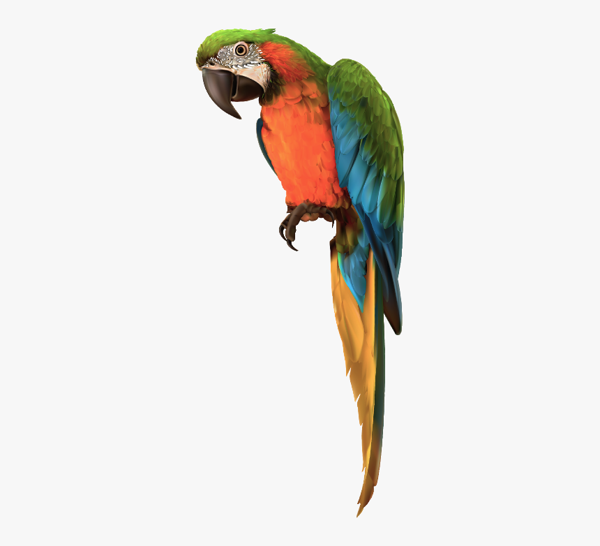 Parrot Png, Transparent Png, Free Download