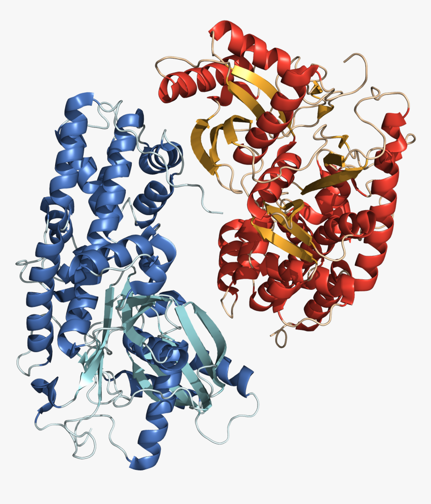 Hexokinase 3o08 Structure - Glucokinase Hexokinase, HD Png Download, Free Download