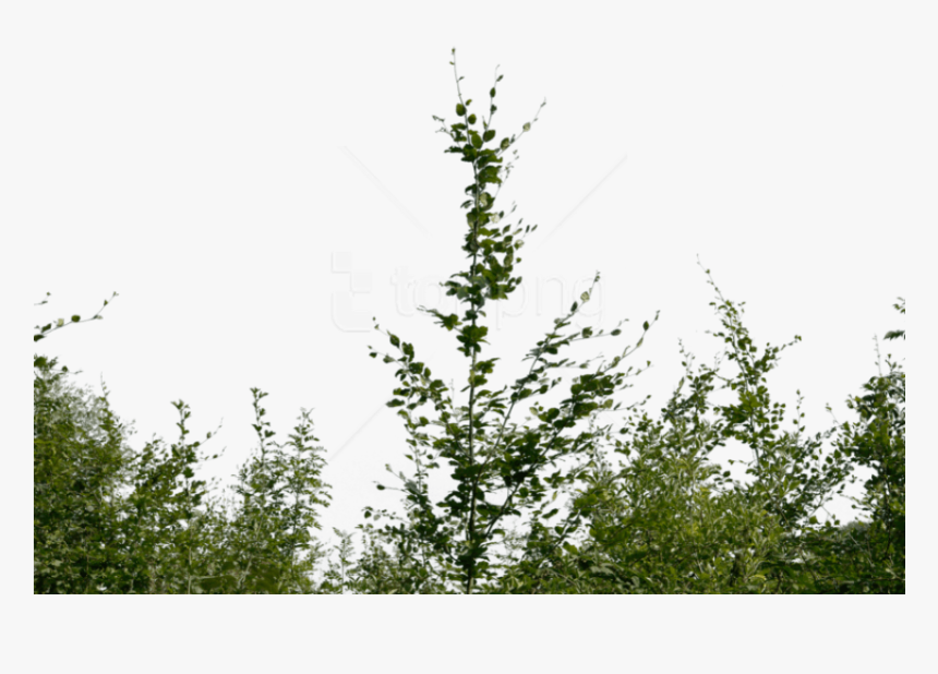 Download Bushes Png Images Background - Foreground Bush Png, Transparent Png, Free Download