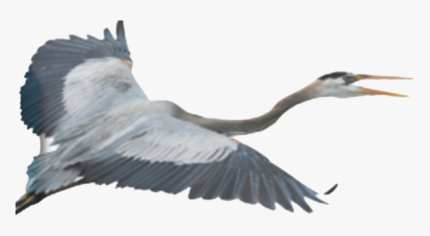 Flying Heron Png Clipart - Transparent Blue Heron, Png Download, Free Download