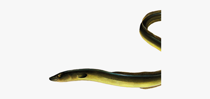 Transparent Eel Juvenile - Anguilla Anguilla, HD Png Download, Free Download