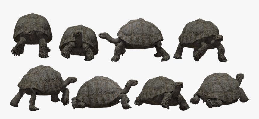 Turtle, HD Png Download, Free Download