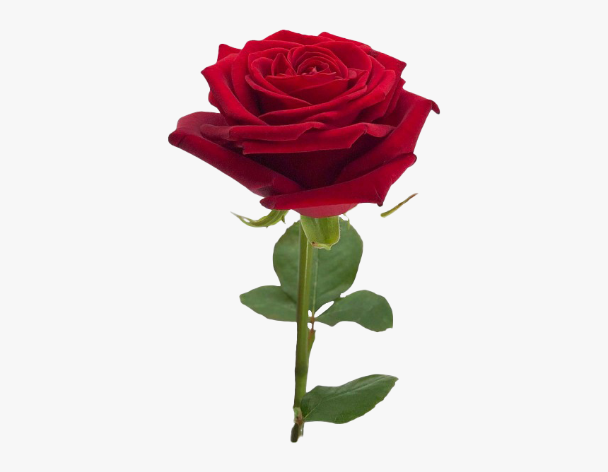 Roses, HD Png Download, Free Download