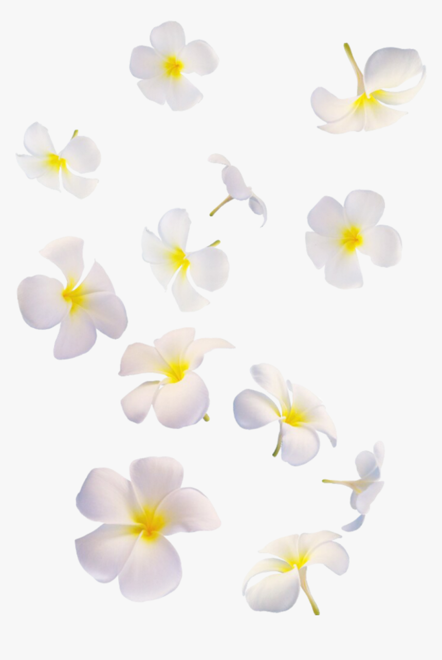 Flowers Falling Png - White Transparent Png Falling Flowers Png, Png Download, Free Download