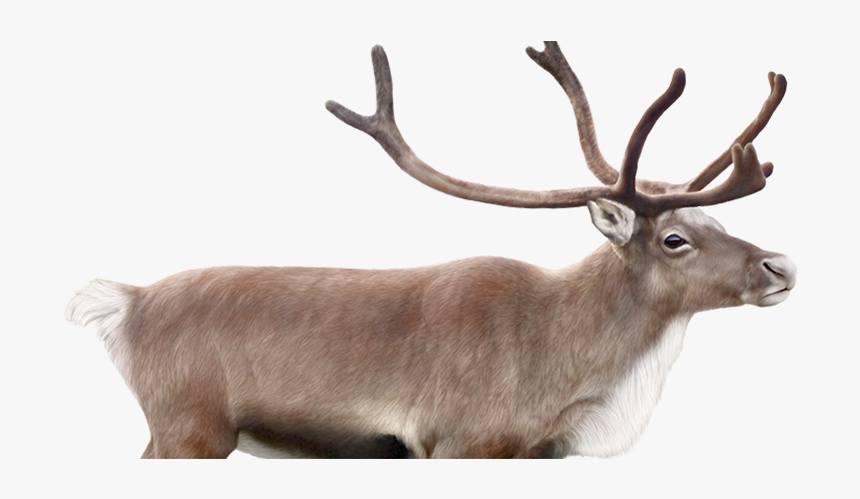 Le Visuel - Elk, HD Png Download, Free Download