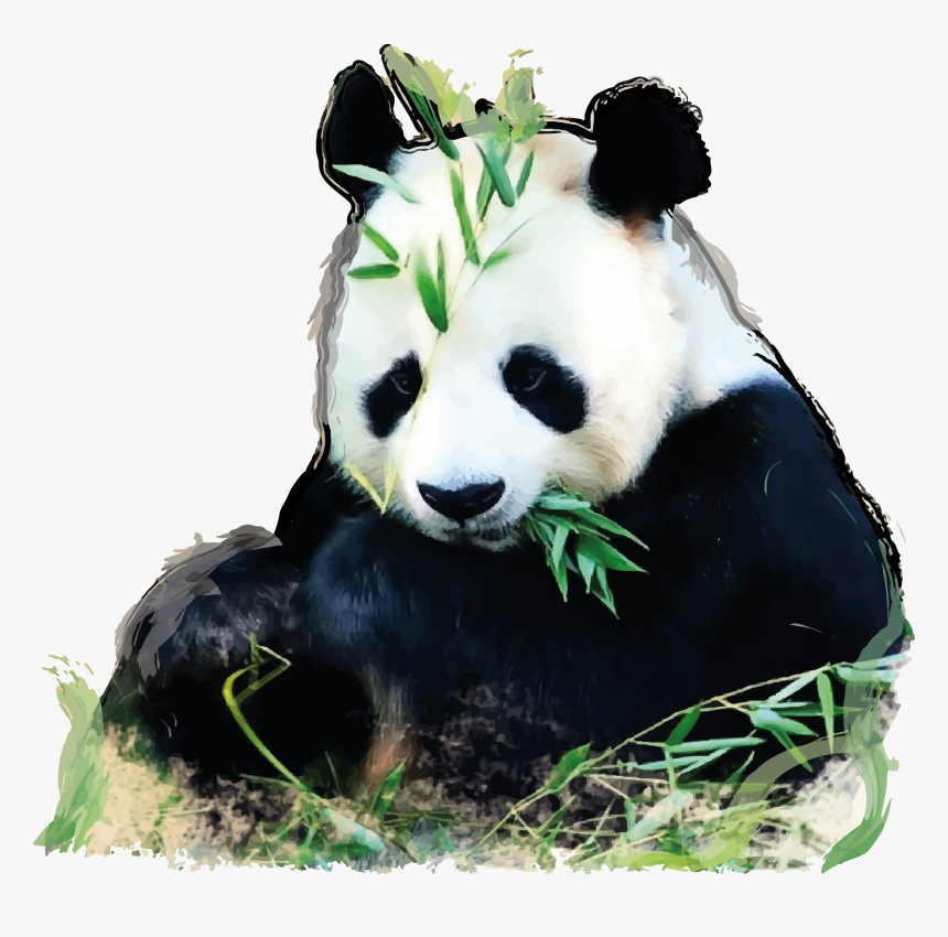 Giant Panda Png - Glogster Panda, Transparent Png, Free Download