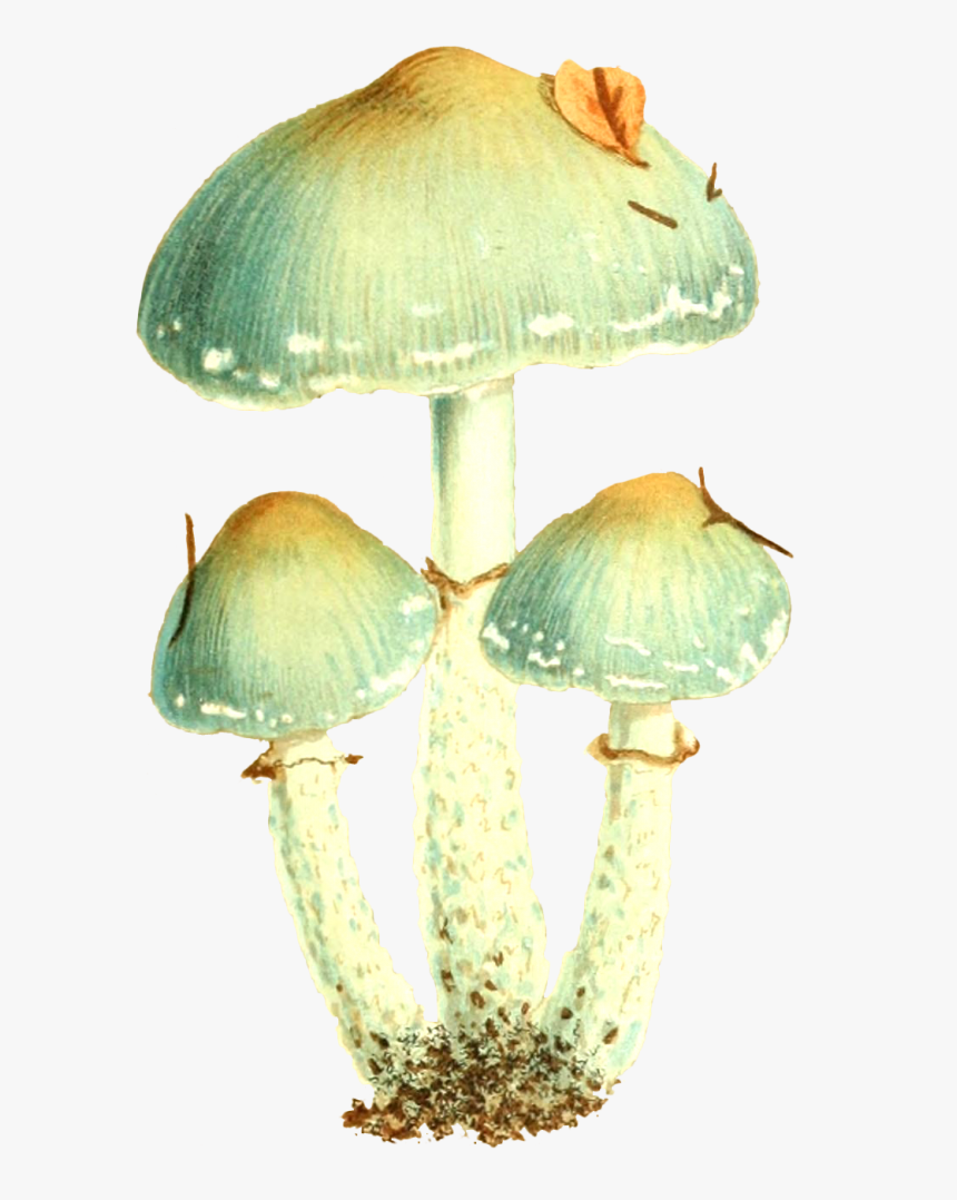 Vintage Mushroom On Transparent Background, HD Png Download, Free Download