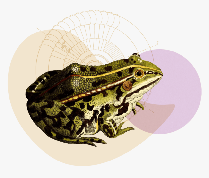 Ecommerce-copywriter - Northern Leopard Frog, HD Png Download, Free Download