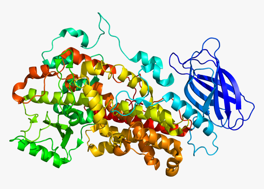 Protein Alox12 Pdb 2abu - 12 Lipoxigenase, HD Png Download, Free Download