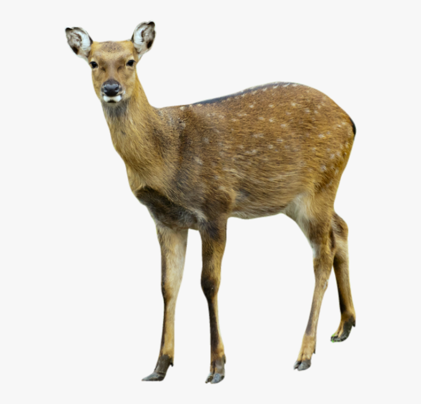 Deer Png Cute - Musk Deer Png, Transparent Png, Free Download
