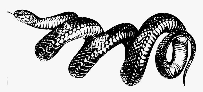 Clipart Resolution 2400*988 - Taylor Swift Reputation Snake Png, Transparent Png, Free Download