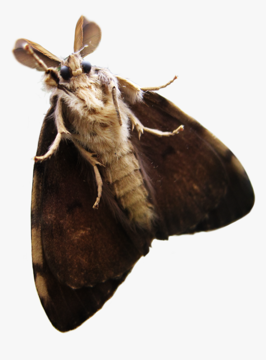 Moth Png Transparent - Transparent Moth Png, Png Download, Free Download