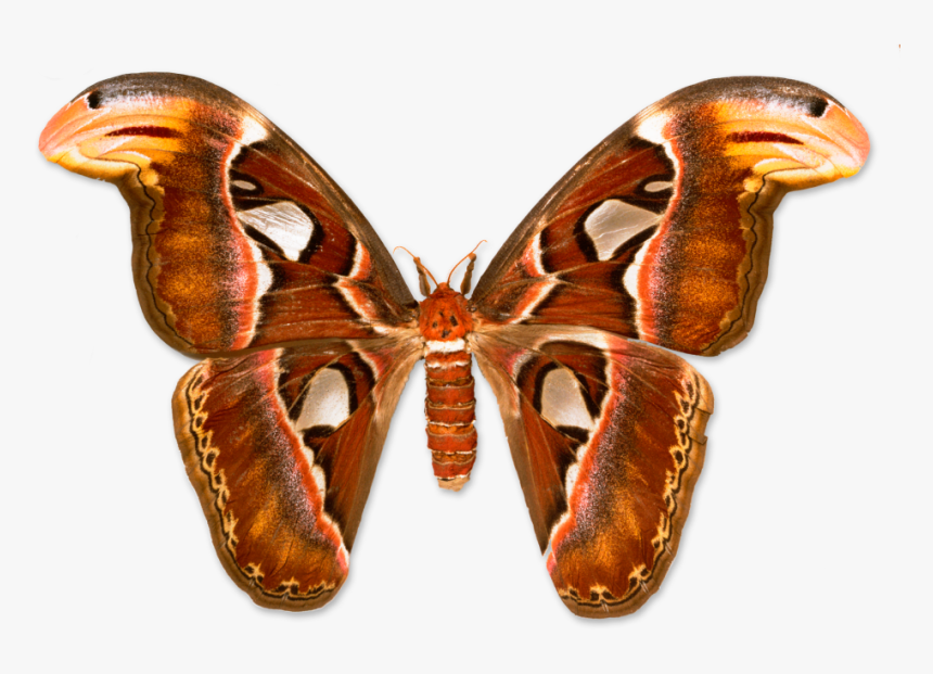 Atlas Moth, HD Png Download, Free Download