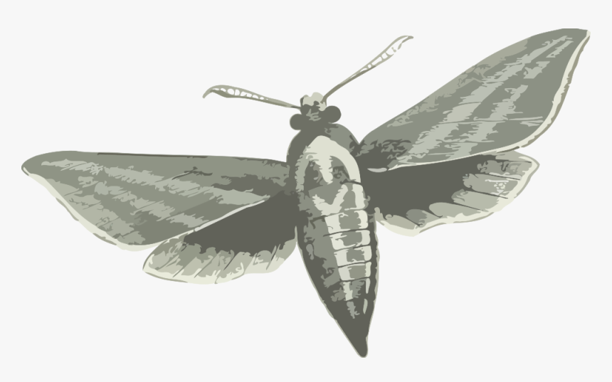 Elephant Hawk Moth - Elephant Hawk Moth Black And White, HD Png Download, Free Download