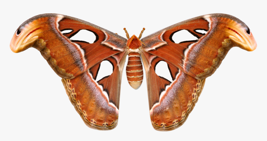 Large Moths In Sri Lanka, HD Png Download, Free Download