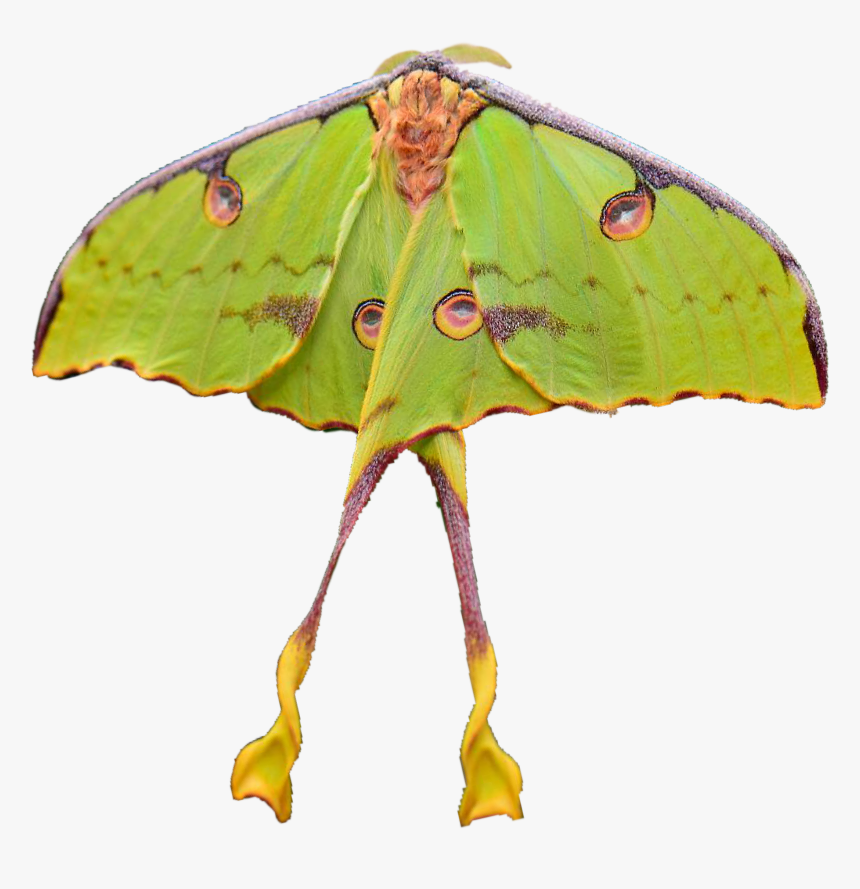 Luna Moth, HD Png Download, Free Download