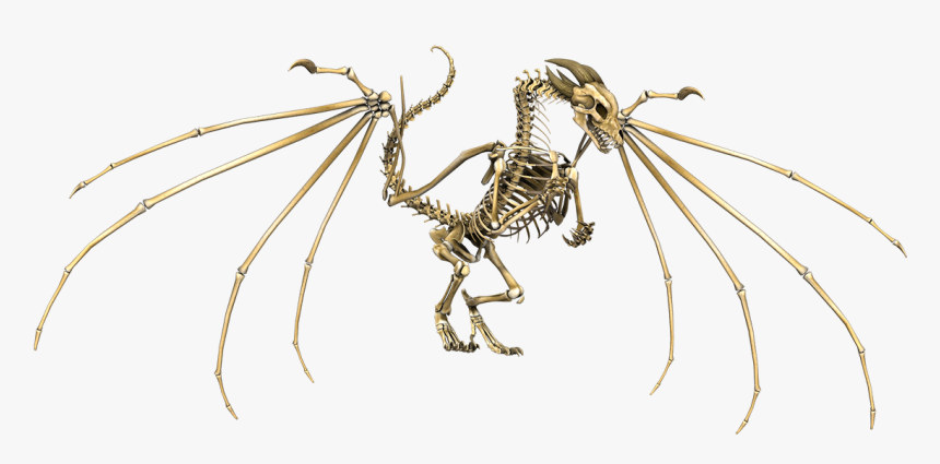 Dragon Skeleton - Skeleton Dragon Dnd 5e, HD Png Download, Free Download