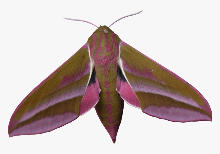 Udh6m - Large Elephant Hawk Moth, HD Png Download, Free Download