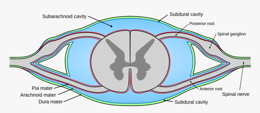 Lumen Of Spinal Cord, HD Png Download, Free Download