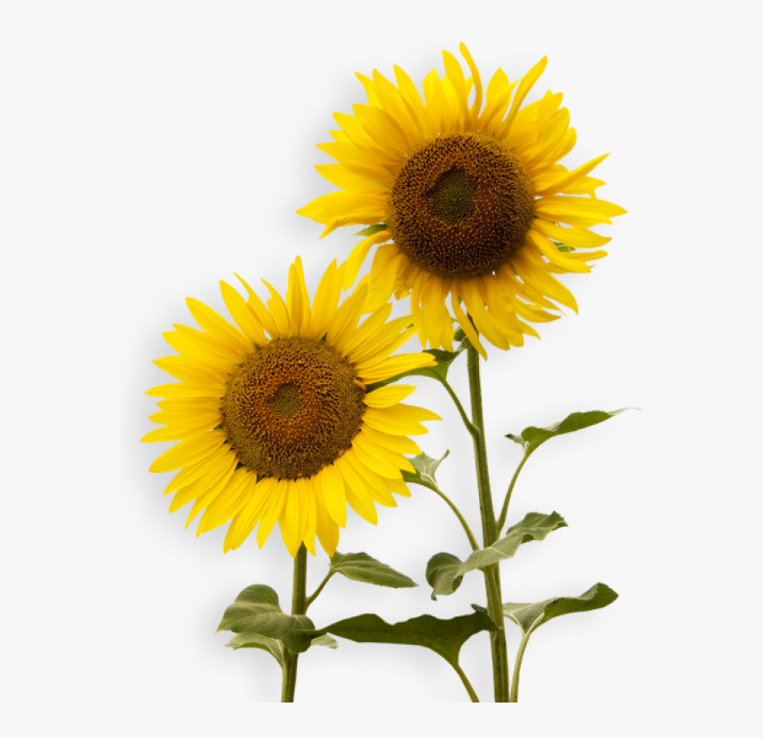 Download Sunflower Png Free Download - Free Ppt Sunflower Template ...
