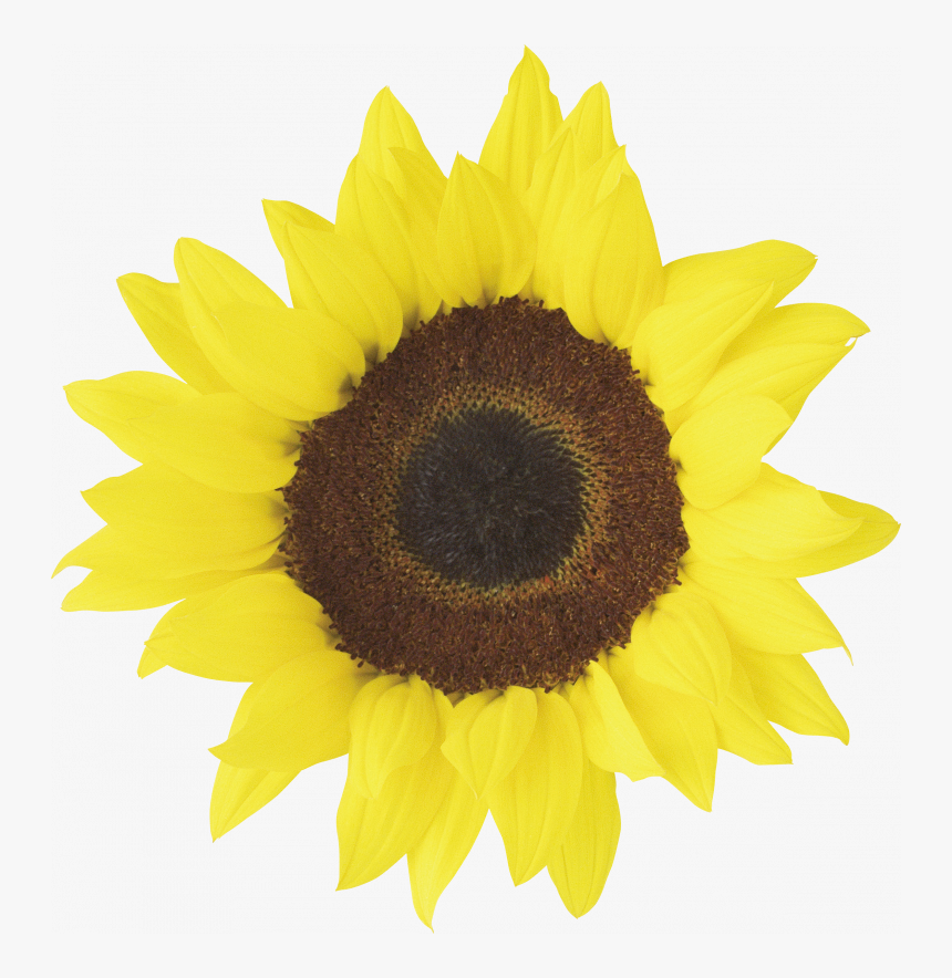 Free Free 101 Printable Sunflower Clipart Free SVG PNG EPS DXF File