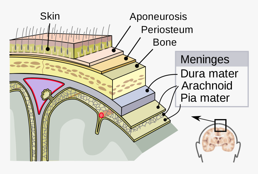 Dura Mater Arachnoid Pia Mater, HD Png Download, Free Download