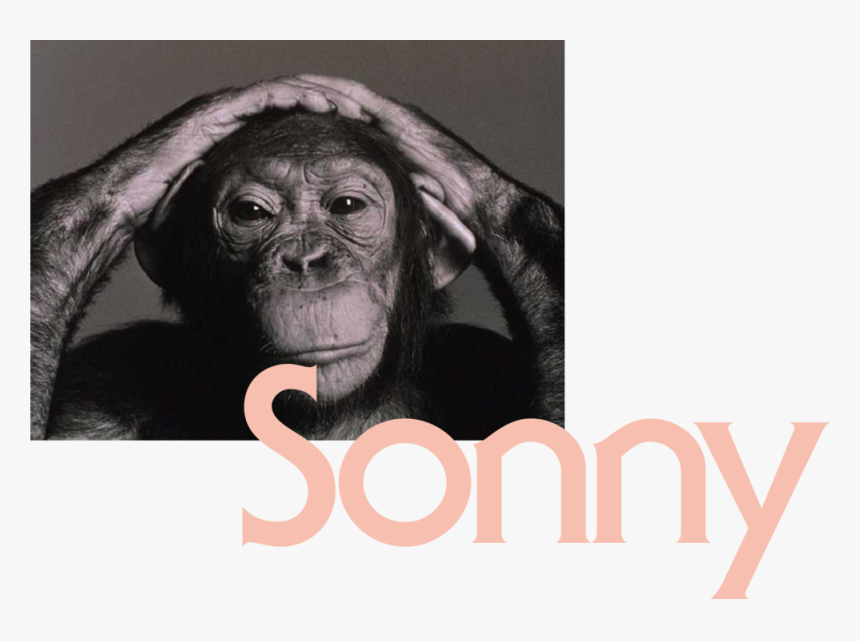 Monkeys Portraits, HD Png Download, Free Download