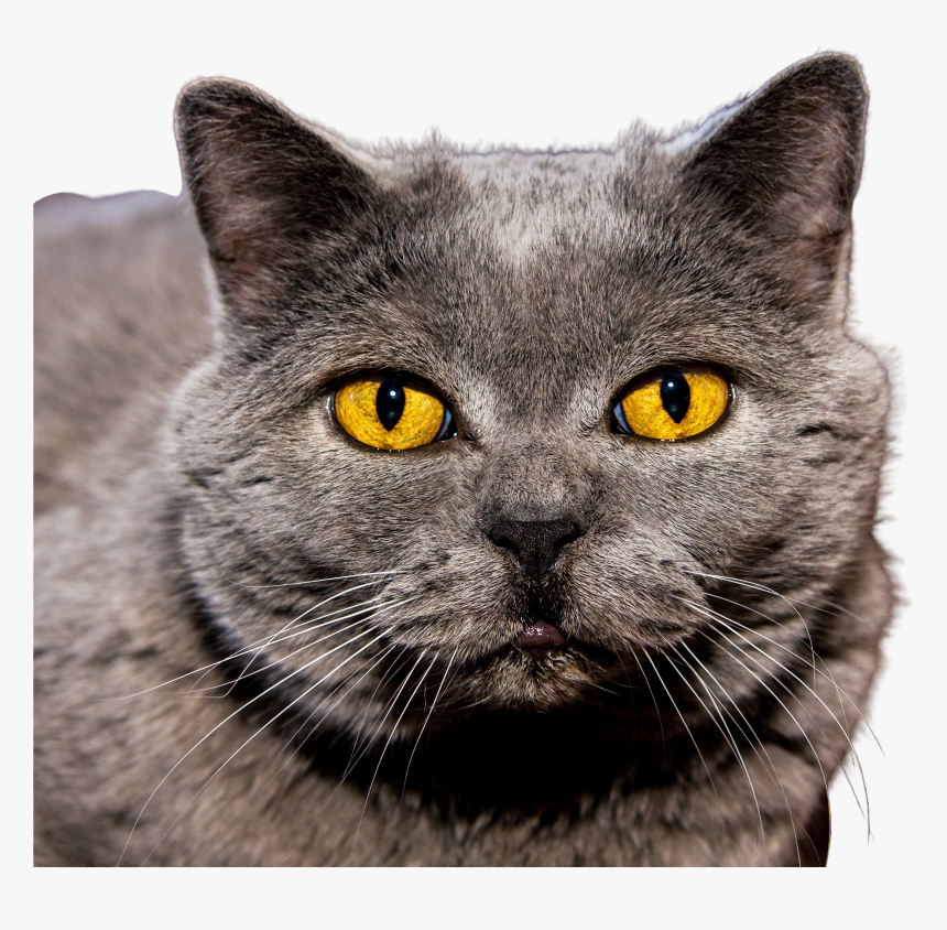 Cat Animal Eyes Yellow Kitty Kitten Close Up Face Head Hd Png