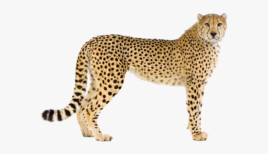 Cheetah Pictures With White Background, HD Png Download, Free Download