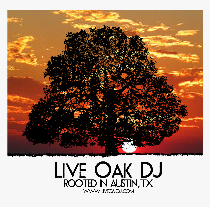 Live Oak Dj, Austin Texas Logo - Oak, HD Png Download, Free Download