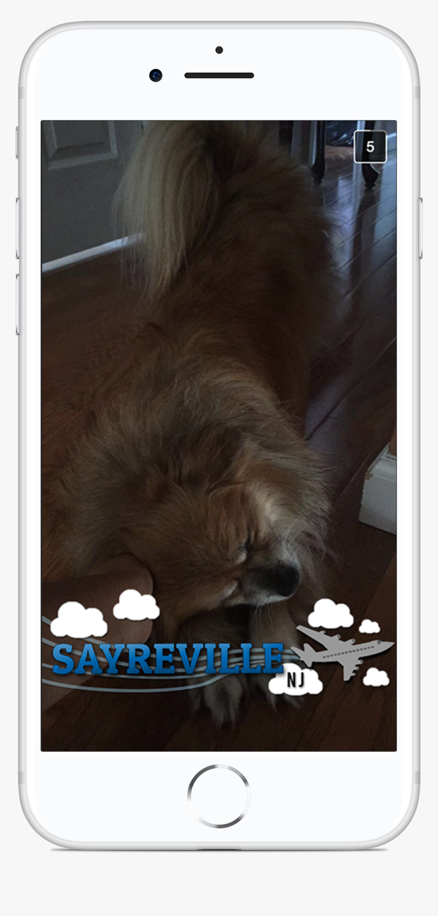 Sayrevillegeofilter01-01 - Small Greek Domestic Dog, HD Png Download, Free Download
