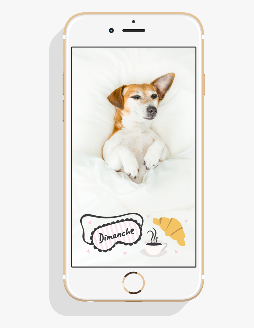 Geofilter Mockup1 - Pembroke Welsh Corgi, HD Png Download, Free Download